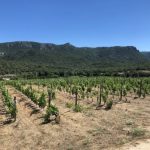 Weingüter auf Sardinien Tenuta Masone Mannu