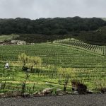 Weinberge von Schug Winery in Sonoma
