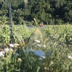 Biodynamischer Weinberg von Christian Deppisch