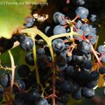 Tannat-Traube