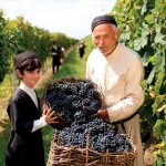 Bäuerliche Weinlese in Kachetien