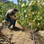 Winemaker Evangelos in einem Mavro-Weinberg