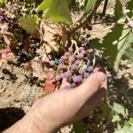 Mavro-Traube in der Veraison