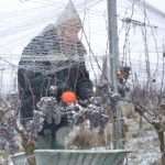 Weinlese bei Eis und Schnee im Kamptal