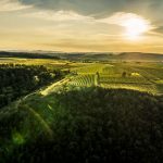 Weinberge im Kamptal