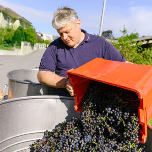 Winzer Uwe Hoop bei der Weinlese