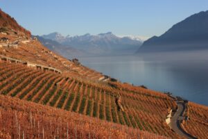 Weinberge am Genfer See