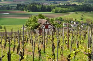 Romantischer Weinberg in der Schweiz