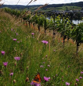 Weinberg am Rhein