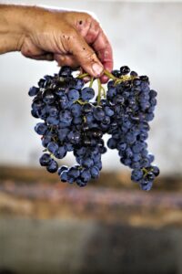 Blaue Weintraube in der Hand