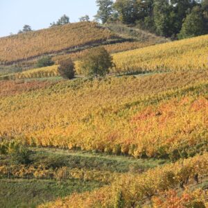 Goldene Weinberge bei Turckheim