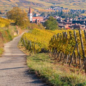 Weinberge bei Ammerschwihr