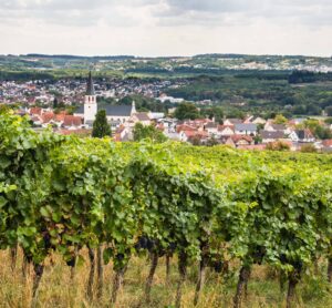 Blick auf Malscher Weinberge in Baden