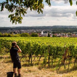 Daniel Hummel in seinen Weinbergen in Malsch (Baden)